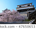 Cherry Blossoms   47650653
