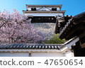 Cherry Blossoms   47650654