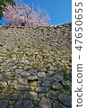 Cherry Blossoms   47650655