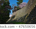 Cherry Blossoms   47650656