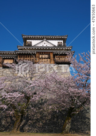 Cherry Blossoms Cherry Blossoms 47650663