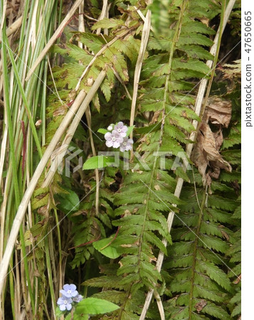 Flowers of Lauris (May, 2018 spring, Ohno City, Fukui Prefecture) Flowers of Lauris (May, 2018 spring, Ohno City, Fukui Prefecture) 47650665