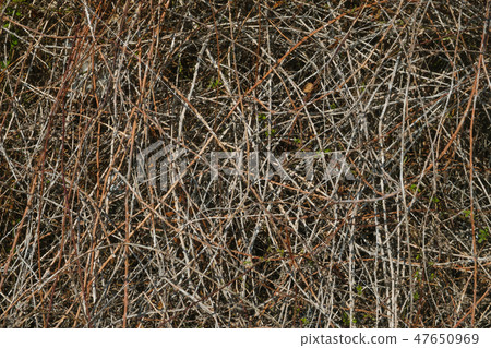 Dry stems of plants with thorns. 47650969
