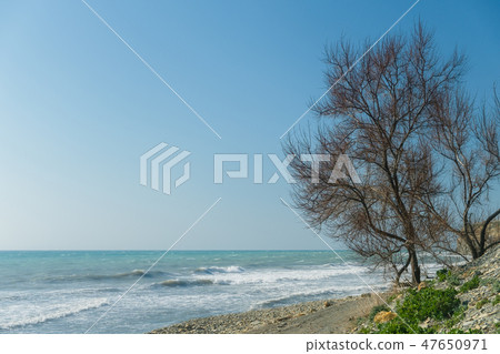 Seascape. Pebble beach and a tree right on the cliff. Seascape. Pebble beach and a tree right on the cliff. 47650971