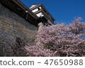 Cherry Blossoms   47650988