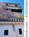 Cherry Blossoms   47650989
