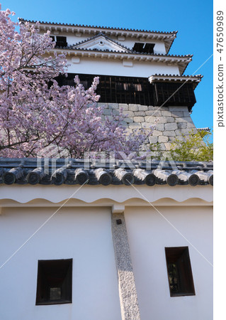 Cherry Blossoms Cherry Blossoms 47650989