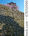 Cherry Blossoms   47650990