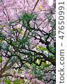 Cherry Blossoms   47650991