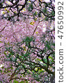 Cherry Blossoms   47650992
