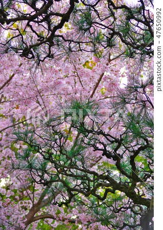 Cherry Blossoms Cherry Blossoms 47650992
