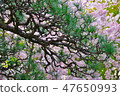 Cherry Blossoms   47650993