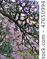 Cherry Blossoms   47650994