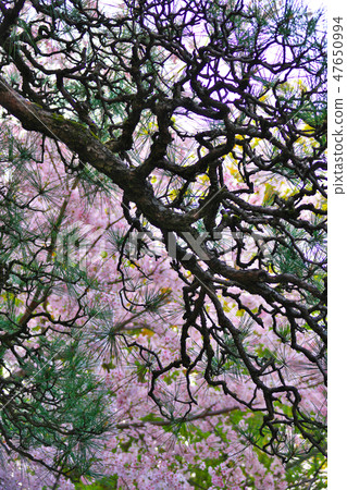 Cherry Blossoms Cherry Blossoms 47650994