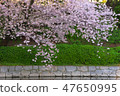 Cherry Blossoms   47650995