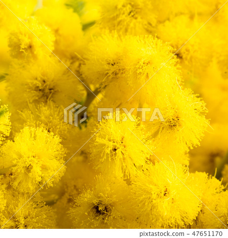 Mimosa flowers, close-up Mimosa flowers, close-up 47651170