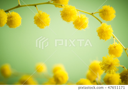 Mimosa flowers, close-up Mimosa flowers, close-up 47651171