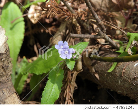 Flowers of Lauris (May, 2018 spring, Ohno City, Fukui Prefecture) 47651243