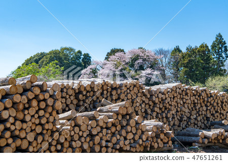 Lumber storage place 47651261