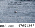 海鷗 47651267