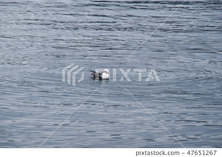 海鷗 海鷗 47651267