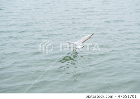 Gannet in Flight over the sea Gannet in Flight over the sea 47651701