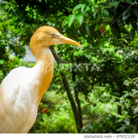 Cattle Egret Cattle Egret 47652119