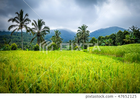 Paddy field rice terraces, Munduk, Bali, Indonesia 47652125