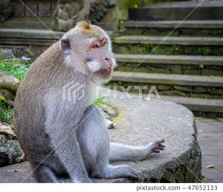 Monkey in the Monkey Forest, Ubud, Bali, Indonesia 47652133