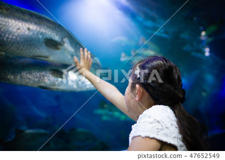 A girl watching a fish tank 47652549
