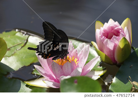 Water lilies and monkeyeagheha 47652714