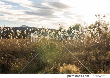 Nature and landscape concept - Yellow autumn meadow on the background of mountains Nature and landscape concept - Yellow autumn meadow on the background of mountains 47652952