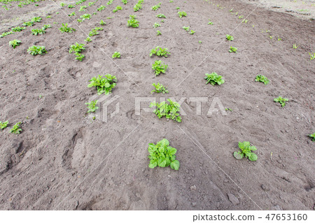 young bushes of potatoes on the ground young bushes of potatoes on the ground 47653160