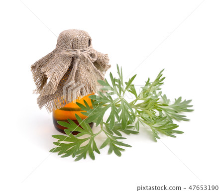 Artemisia absinthium with pharmaceutical bottle. Artemisia absinthium with pharmaceutical bottle. 47653190