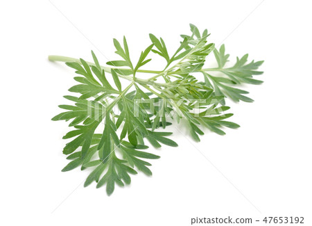 Artemisia absinthium isolated on white background. Artemisia absinthium isolated on white background. 47653192