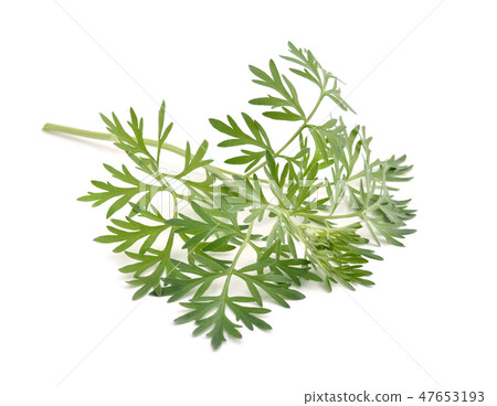 Artemisia absinthium isolated on white background. Artemisia absinthium isolated on white background. 47653193