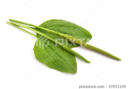Greater Plantain, Plantago major or Soldier's Herb 47653194