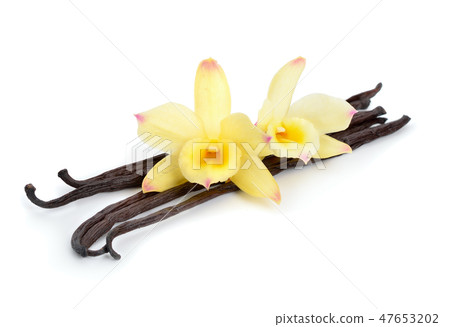 Vanilla pods with two yellow orchids. 47653202