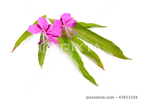 Chamerion angustifolium 47653208