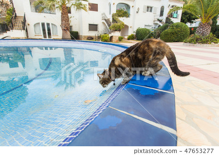 Cute cat drinking water from swimming pool Cute cat drinking water from swimming pool 47653277