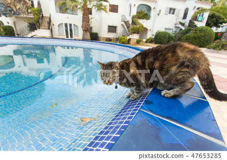 Cute cat drinking water from swimming pool 47653285