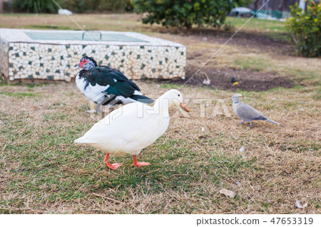 Domestic village ducks on green grass outdoors Domestic village ducks on green grass outdoors 47653319