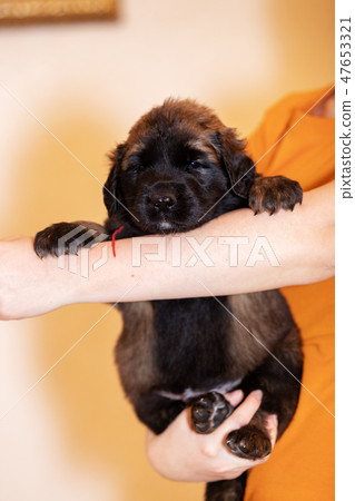 Little leonberger puppy sits at beige background Little leonberger puppy sits at beige background 47653321