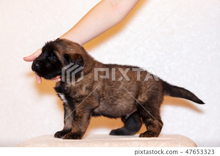 Little leonberger puppy sits at beige background Little leonberger puppy sits at beige background 47653323