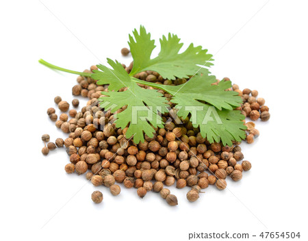 Seeds and leaves of a coriander Seeds and leaves of a coriander 47654504