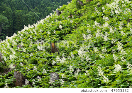 初夏花箭頭裝飾Yagura Masou 47655382