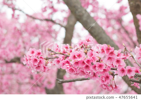 Beautiful cherry blossoms in Yangmingshan, Taiwan 47655641