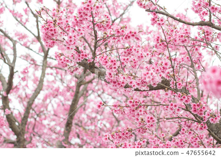 Beautiful cherry blossoms in Yangmingshan, Taiwan Beautiful cherry blossoms in Yangmingshan, Taiwan 47655642