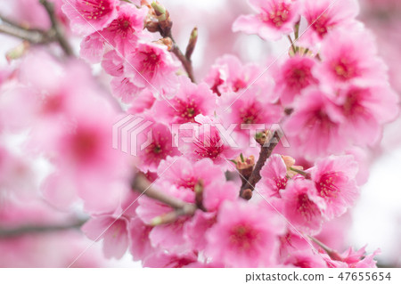 Beautiful cherry blossoms in Yangmingshan, Taiwan Beautiful cherry blossoms in Yangmingshan, Taiwan 47655654