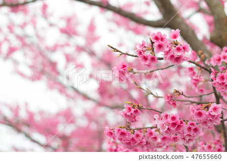 台灣陽明山美麗的櫻花 47655660